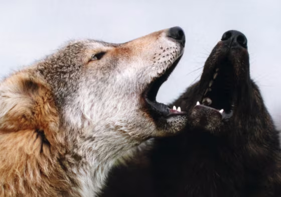 Image: Wolves