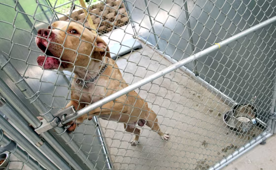 Image: pit bull