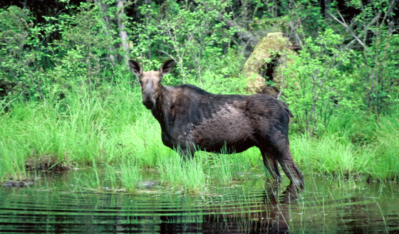 Image: A moose wades through a pond in Minnesota.