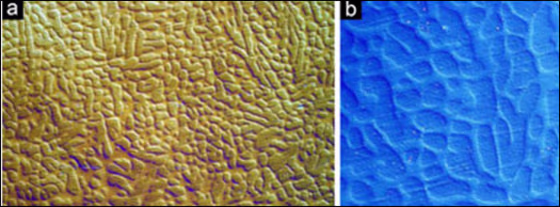 Image courtesy of the National Academy of Science, PNAS. |
 
A Glass by Itself
This microscopic image shows a new kind of glass, made from a stiff metal alloy and honeycombed with soft crystals, that is both harder and tougher than stainless steel.