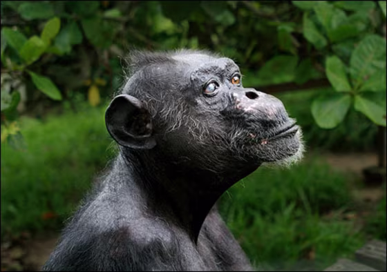 Courtesy of the Jane Goodall Institute | Gregoire, 1942(?) - 2008 Gregoire at the Jane Goodall Institute's Tchimpounga Chimpanzee Rehabilitation Center.