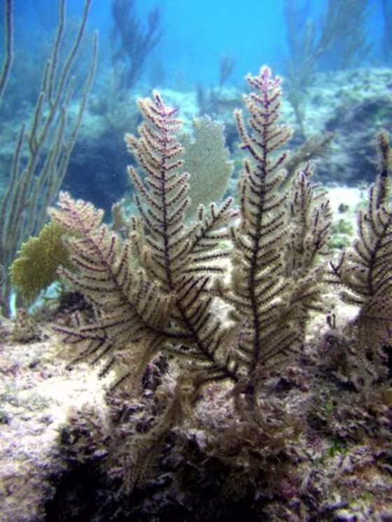 A colony of Antillogorgia elisabethae coral in the Bahamas suffers long-term effects after injury.