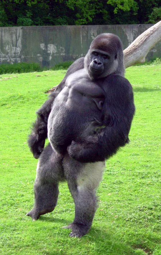 Ambam the gorilla takes a stroll at&nbsp;an animal park in Kent, England.