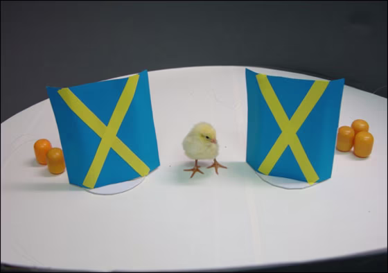 Rosa Rugani |
 
Deep Thinker
A chick contemplates two groups of yellow toy balls. Chicks' arithmetic skills were on full display in a new study that showed they could perform basic addition and subtraction to find areas with the most balls.