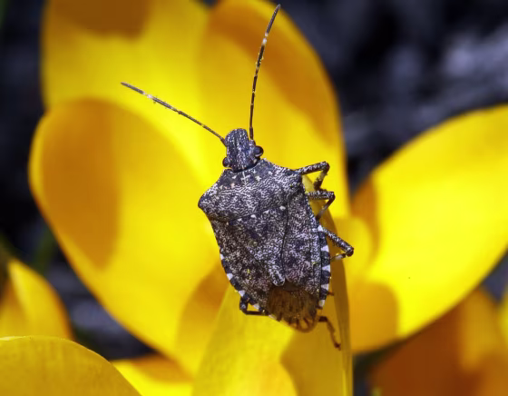 Image: stink bug