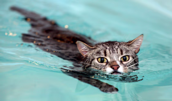 Image: Mog the cat swims around Hawksland hydrotherapy pool