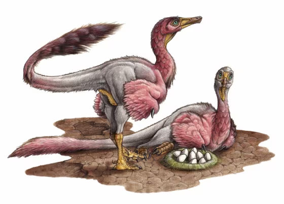 An artist's reconstruction of the newly discovered, and newly named, theropod dinosaur Bonapartenykus ultimus.
