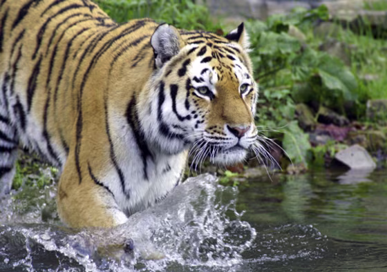 iStockPhoto | 
 
Telling Tigers by Their Stripes
Each tiger's markings are unique, like a fingerprint, and a new computer-driven technique can match images of live animals with illegally traded skins, identifying when and where poachers made their kills.