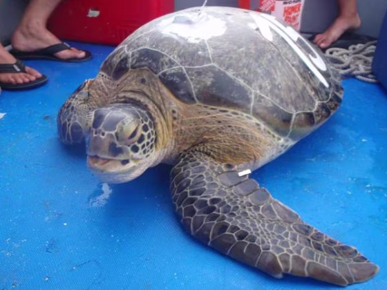 Bond, a green turtle from Dry Tortugas, wears a tag that lets scientists keep track of him during his travels.