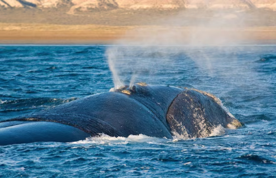 Southern right whales sometimes come close to shore to rest and to allow their calves to gain strength in calm waters.