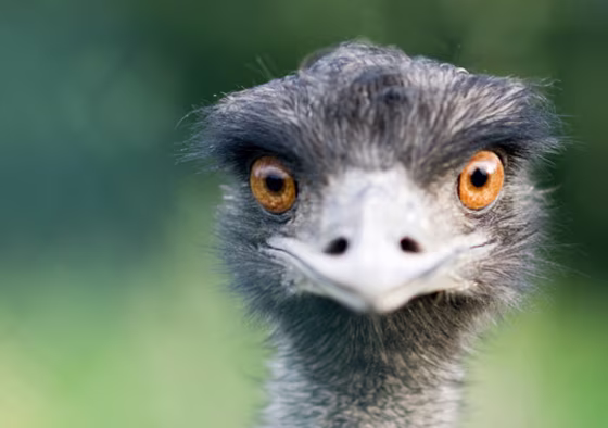An ostrich. Dinosaurs resembling ostriches on steroids ran through Early Cretaceous China around 120 million years ago, according to a new paper that describes one such beast, weighing 1,400-pounds.