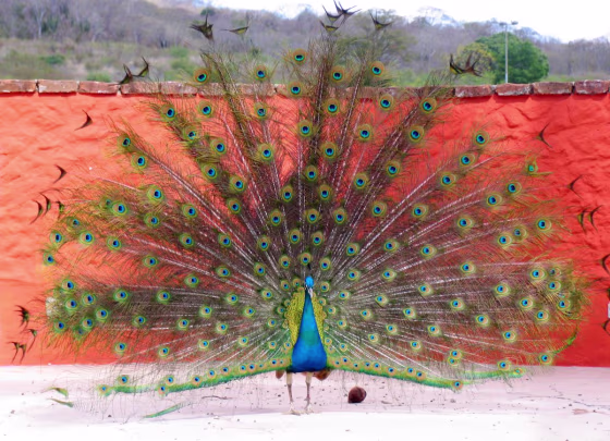 \"Ya think I'll get the girl\". Showing his stuff at a ranch just NE of Mazatlan, Mx.