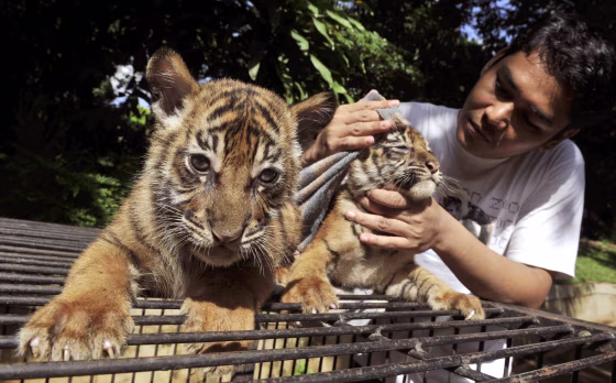 Two-month old Sumatran tigers born in captivity at Jakarta's Ragunan Zoo are attended to by a caretaker on Friday.