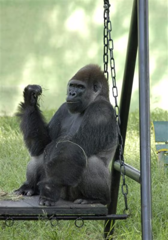 India Lonely Gorilla