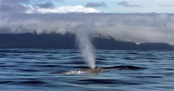 Blue Whales