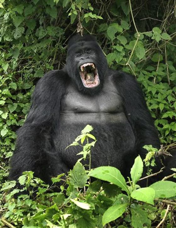 CONGO Befriending Gorillas