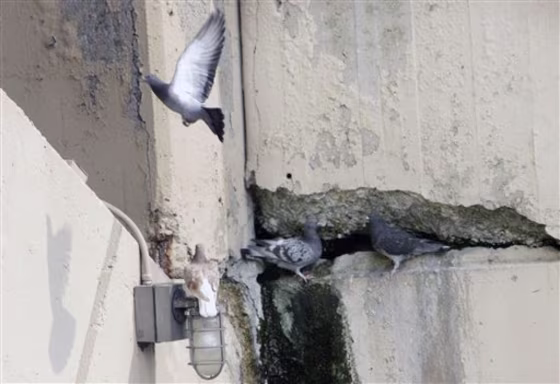 Bridge Collapse Pigeons