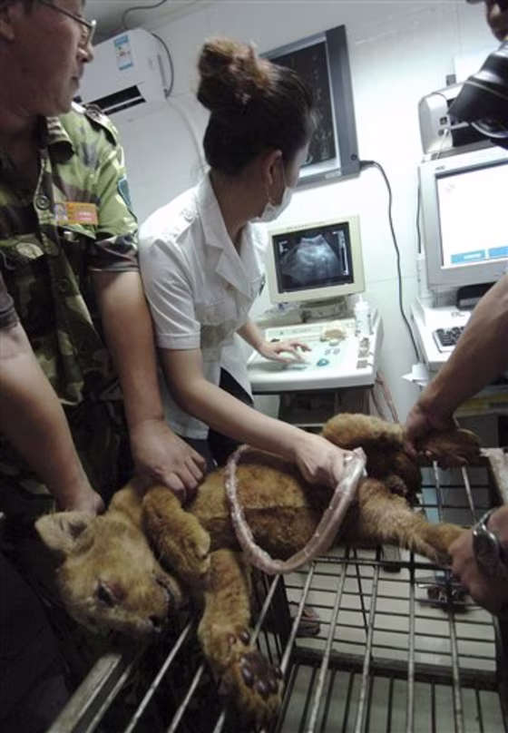 China Tainted Milk Animals