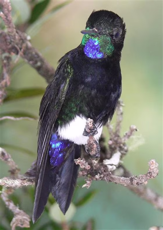 Switzerland Endangered Birds