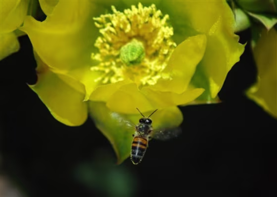 Disappearing Bees