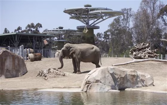 Zoo Elephants