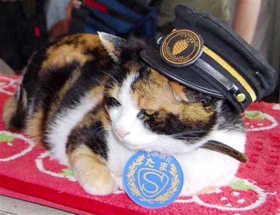 Japan Railway Cat
