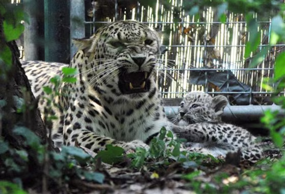 HUNGARY TRIPLET LEOPARD CUBS