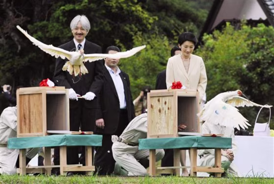 Japan Wild Ibises