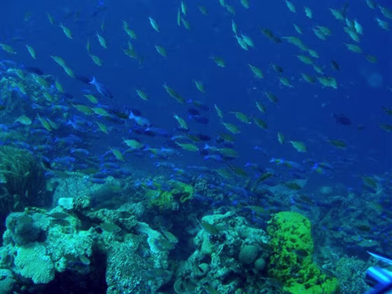 Coral Year