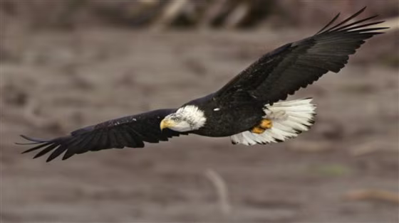 Eagle's Comeback