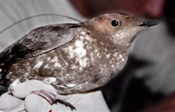 MARBLED MURRELET