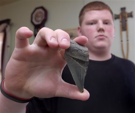Shark Tooth