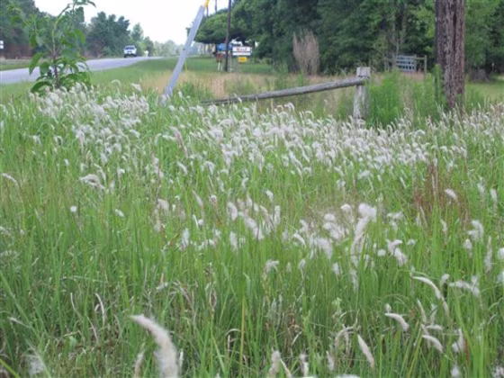 Farm Scene Killer Weed