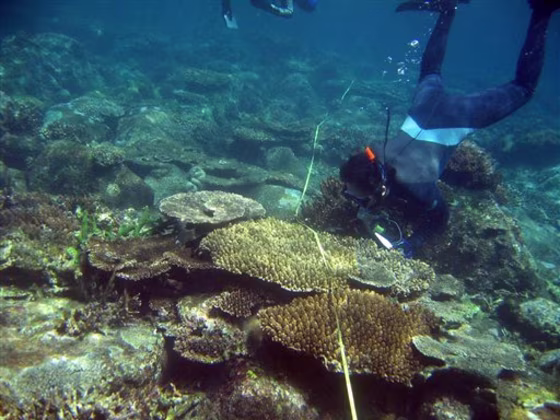 Indonesia Tsunami Coral Reefs