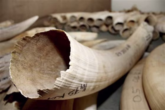 NAMIBIA IVORY SALES