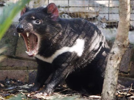 Australia Tasmanian Devils