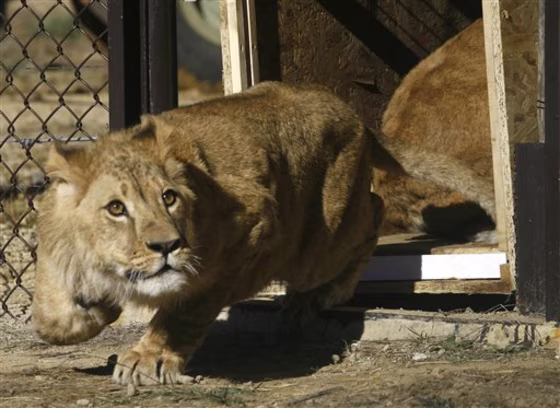 SOUTH AFRICA LIONS