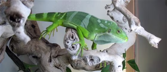 Iguana Smuggling Charges