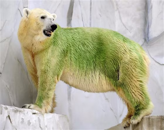 Japan Green Bear