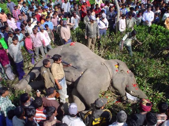 INDIA KILLER ELEPHANT