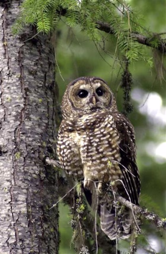 Spotted Owl
