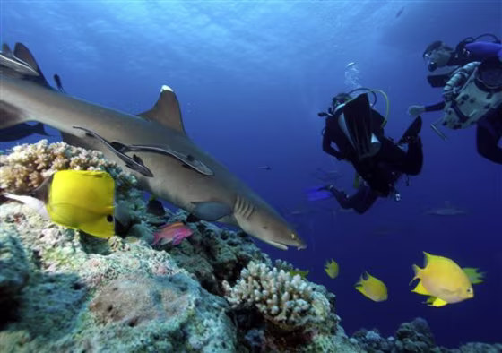 Australia Coral Sea