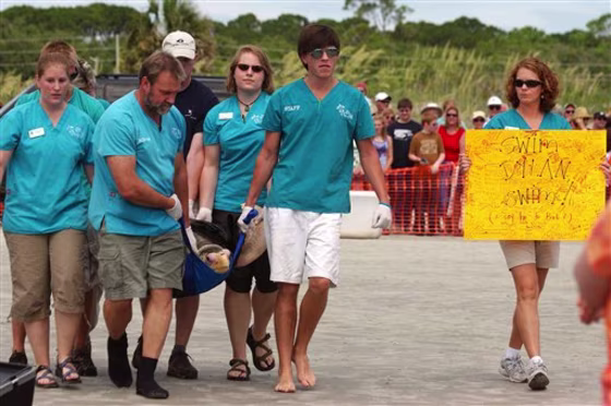 SEA TURTLE RELEASE