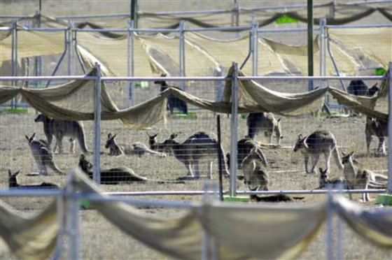 Australia Kangaroo Killing