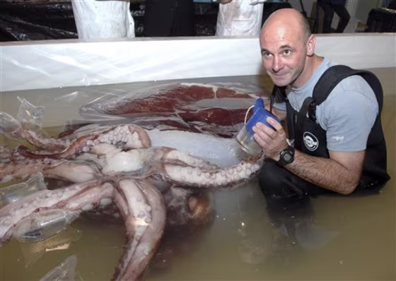 New Zealand Colossal Squid
