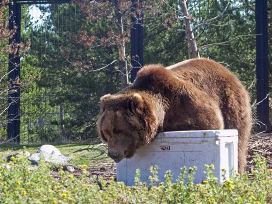 Grizzly Bear Coolers