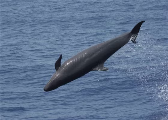 Fishing Whale Bycatch