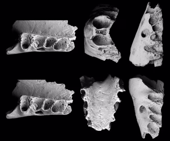 NEW ZEALAND FOSSIL DISCOVERY