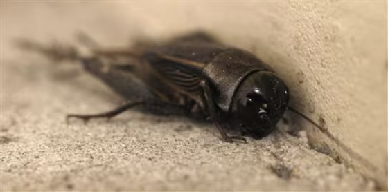 Cricket Invasion