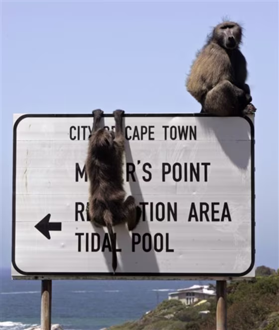SOUTH AFRICA BABOONS